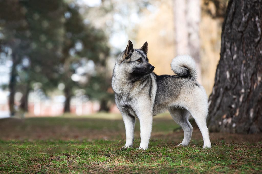 Les Chien d'elan norvegien gris de l'affixe De L'Héritage De Fenrir