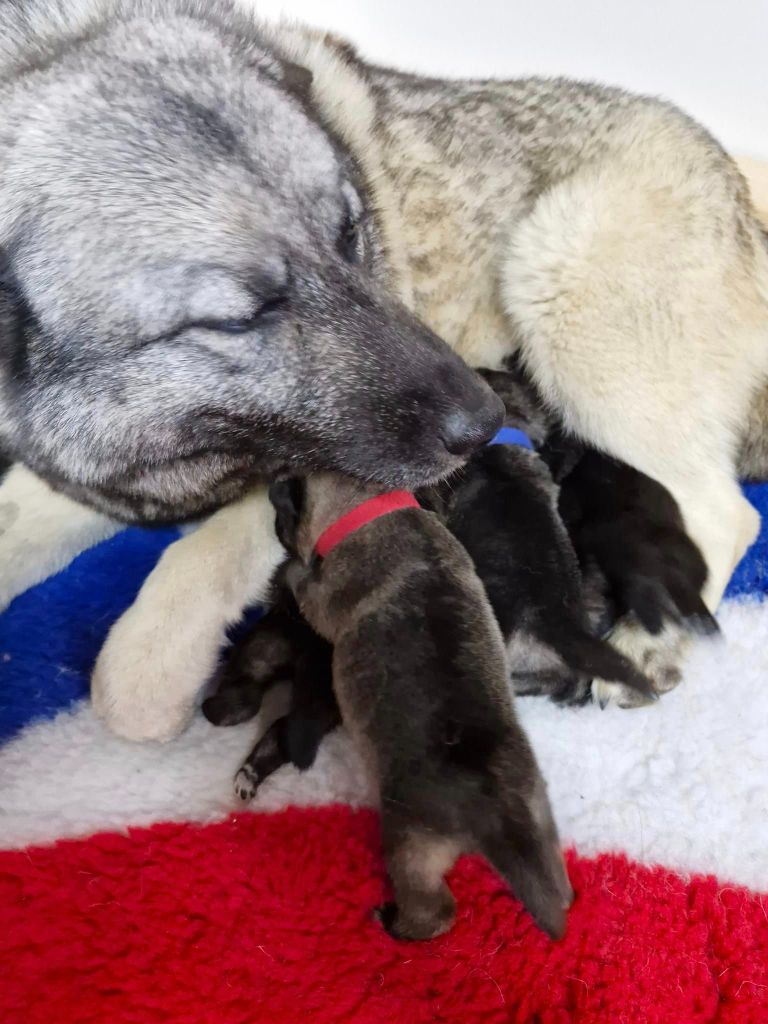 chiot Chien d'elan norvegien gris De L'Héritage De Fenrir